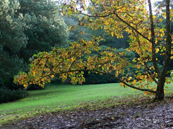 Bois des moutiers fall 2012 (42)